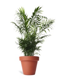 Image of Beautiful Ravenea rivularis plant in terracotta pot isolated on white. House decor