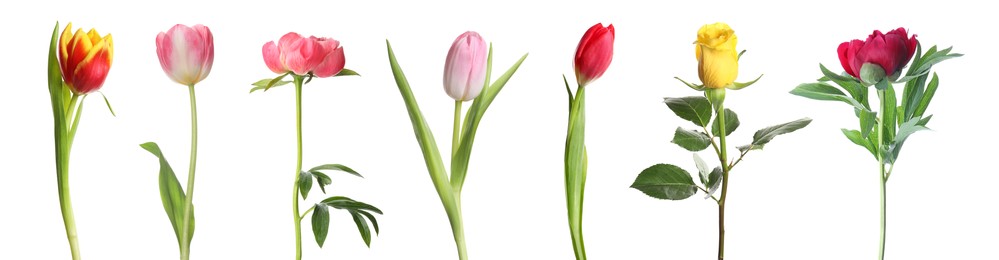 Image of Different beautiful flowers isolated on white, set