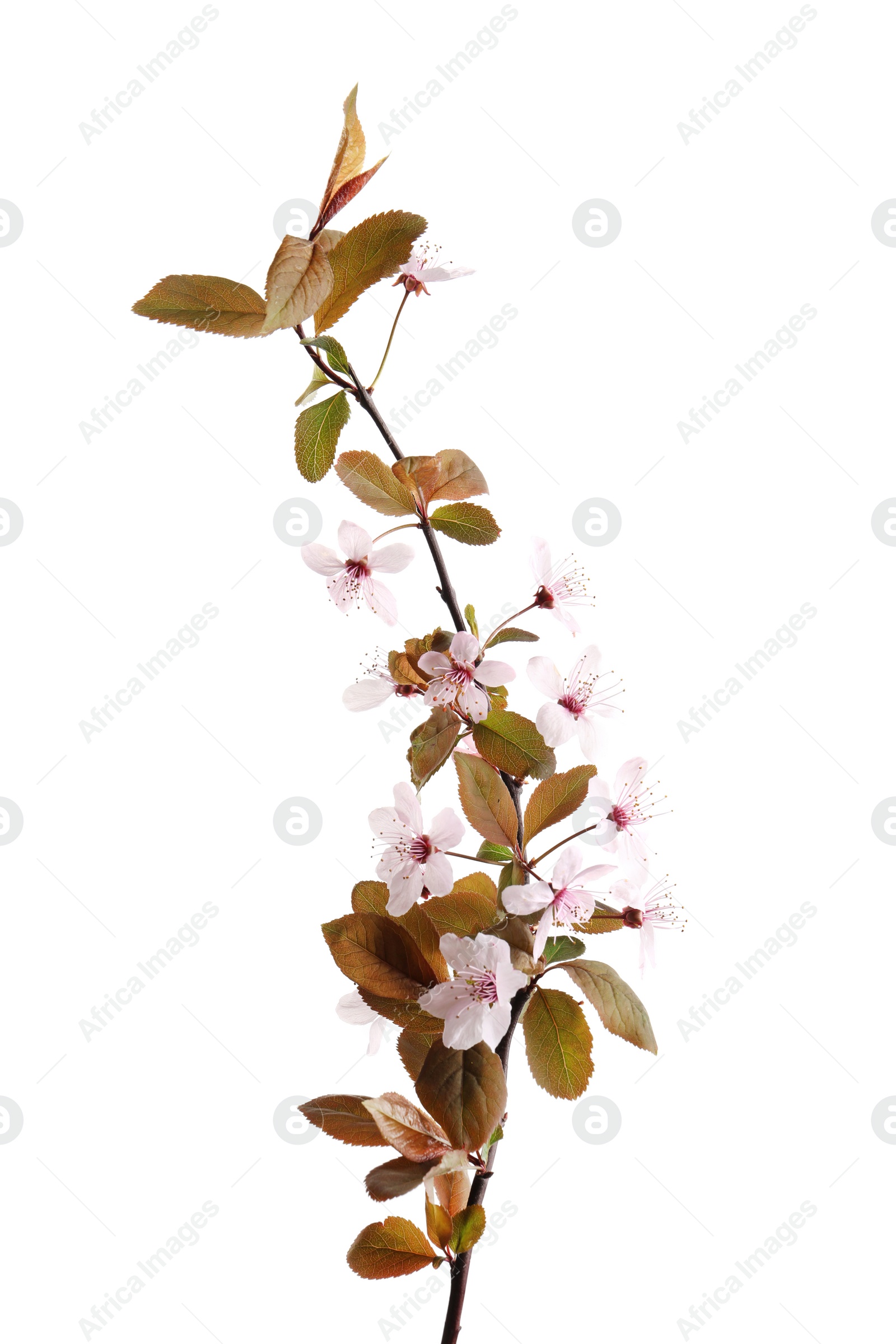 Photo of Beautiful blossoming branch on white background