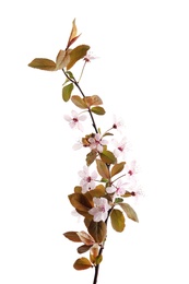 Photo of Beautiful blossoming branch on white background