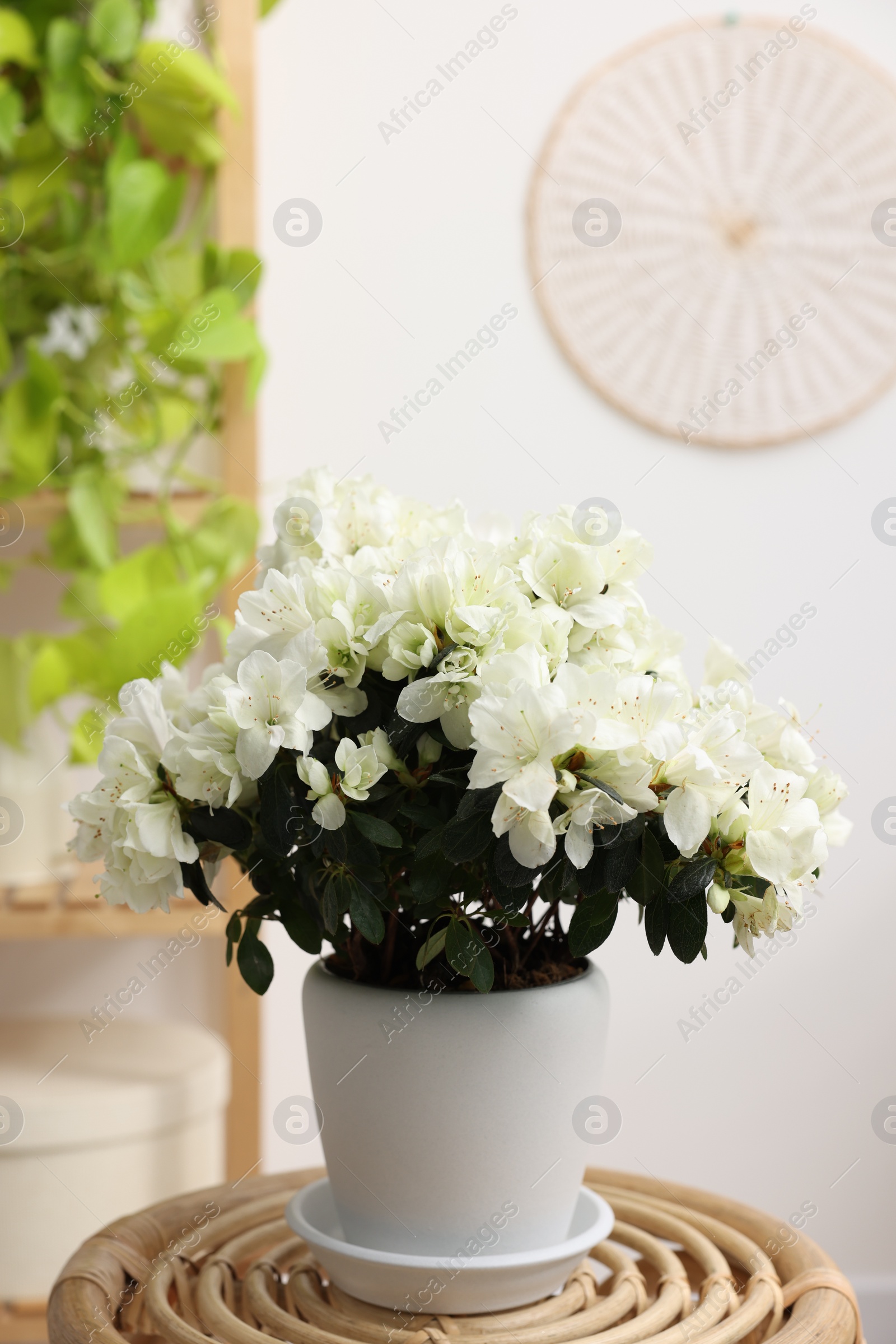 Photo of Beautiful azalea plant in flower pot on wooden table indoors