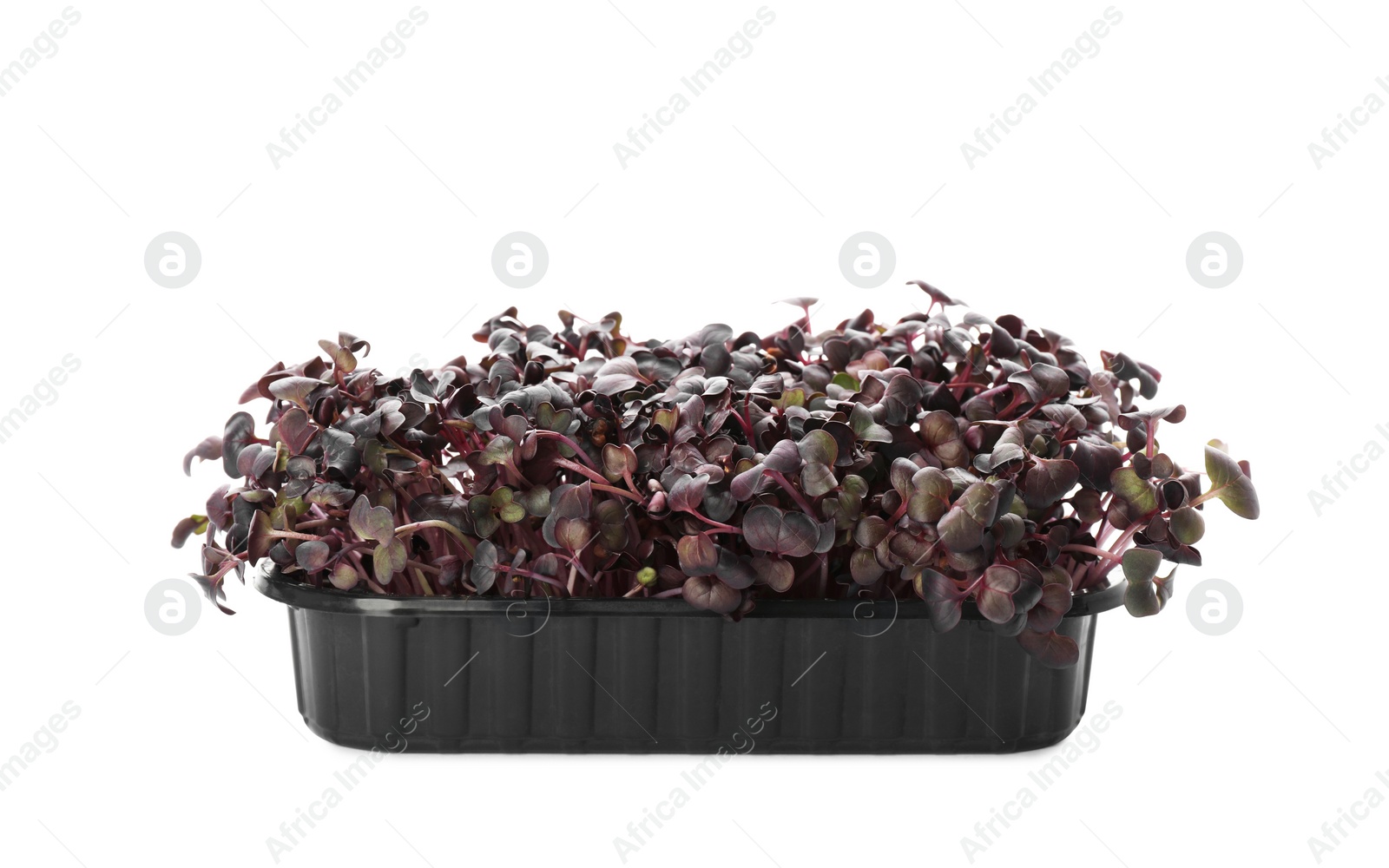 Photo of Fresh radish microgreens in plastic container isolated on white