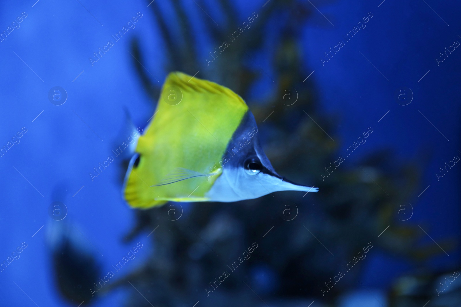 Photo of Beautiful yellow longnose butterfly fish in clear toned blue aquarium