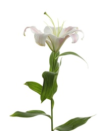 Photo of Beautiful blooming lily flower on white background