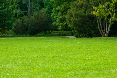 Photo of Beautiful view of green lawn with freshly mown grass and trees in park