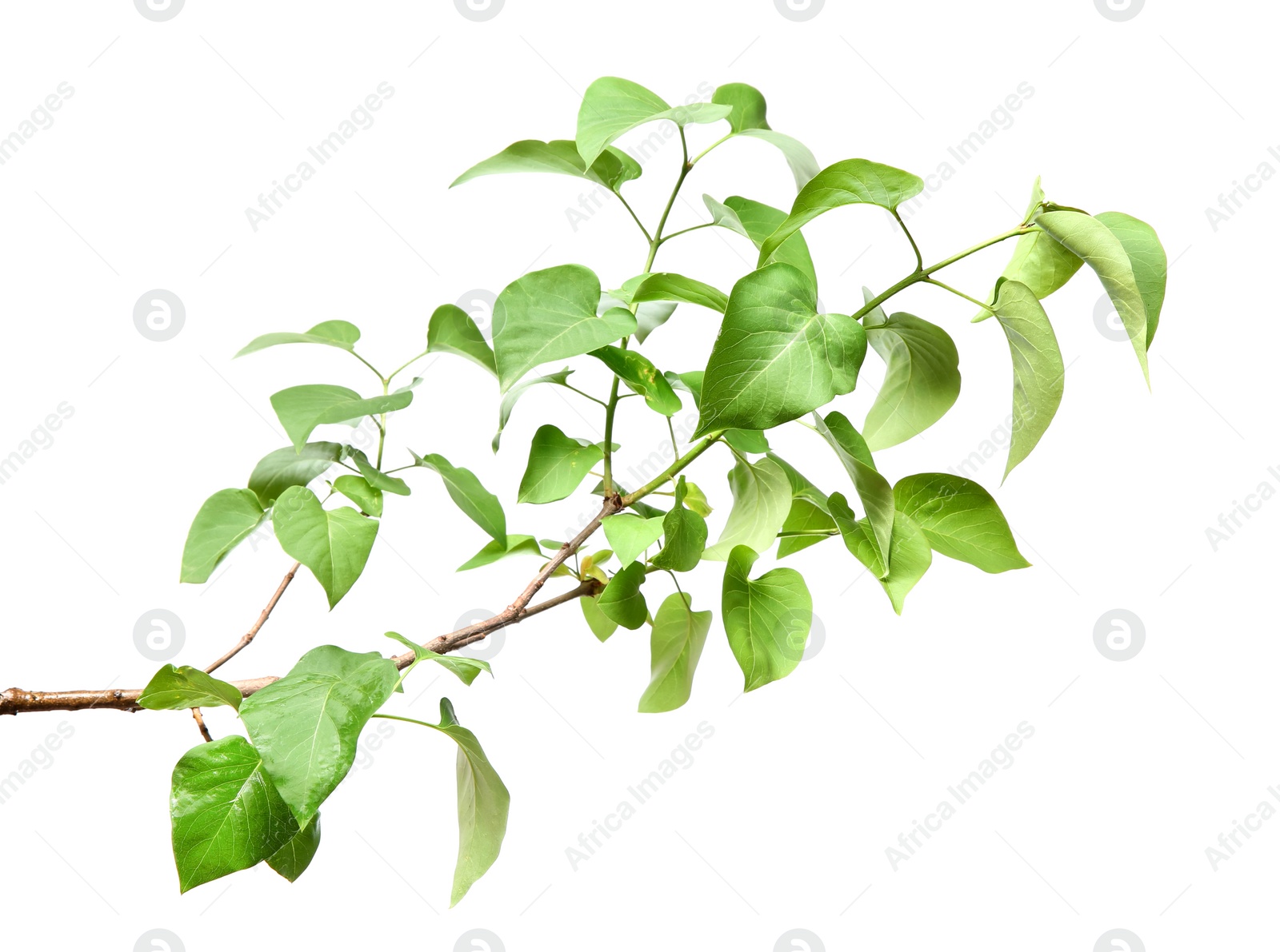 Photo of Branch of lilac bush with young fresh green leaves isolated on white. Spring season