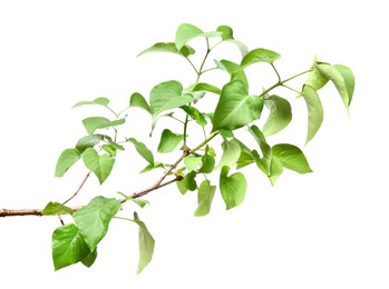 Photo of Branch of lilac bush with young fresh green leaves isolated on white. Spring season