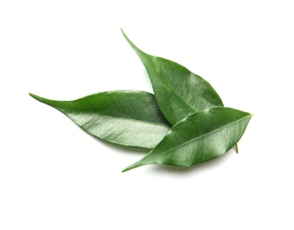 Green lemon leaves on white background, top view