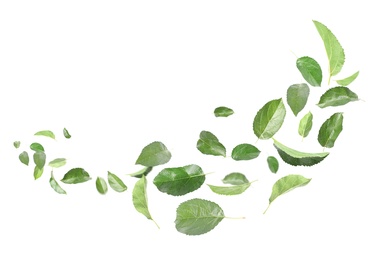 Image of Many green leaves moving by gust wind on white background