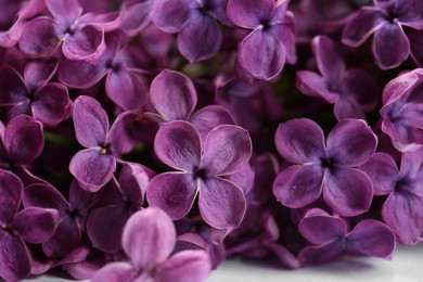 Photo of Beautiful blooming lilac flowers on white background, closeup