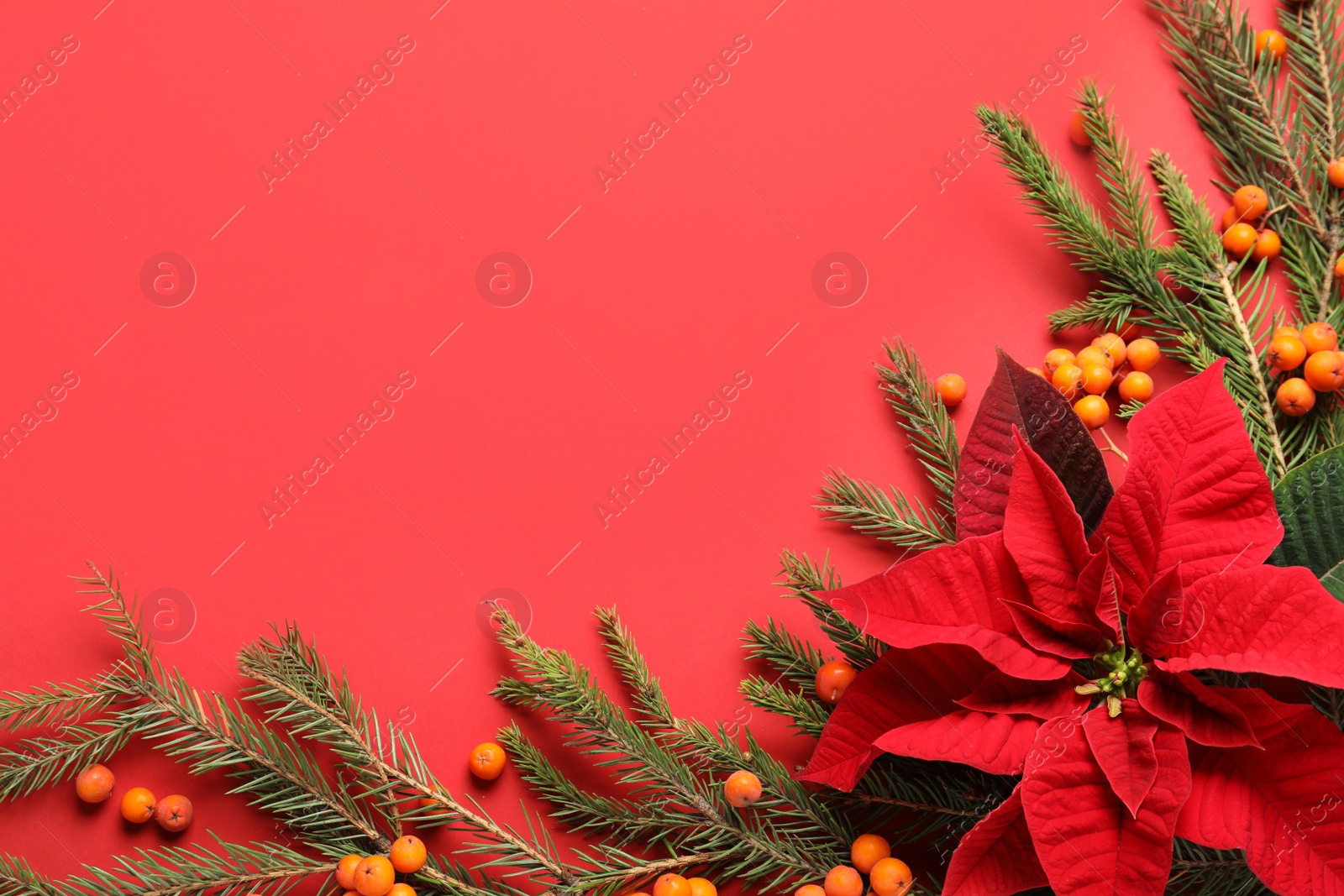 Photo of Flat lay composition with poinsettia (traditional Christmas flower), rowan berries and fir branches on red background. Space for text