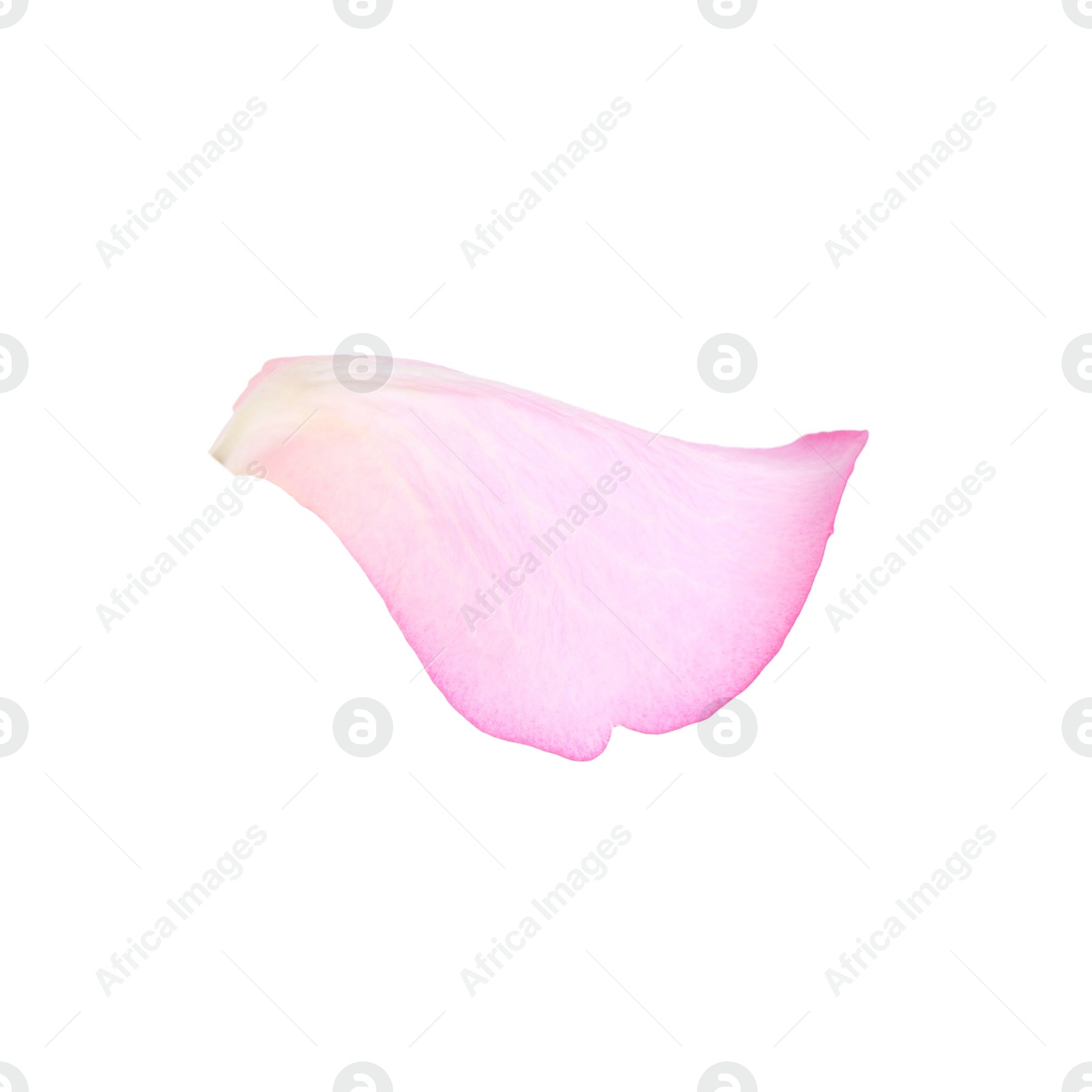 Photo of Tender pink rose petal isolated on white