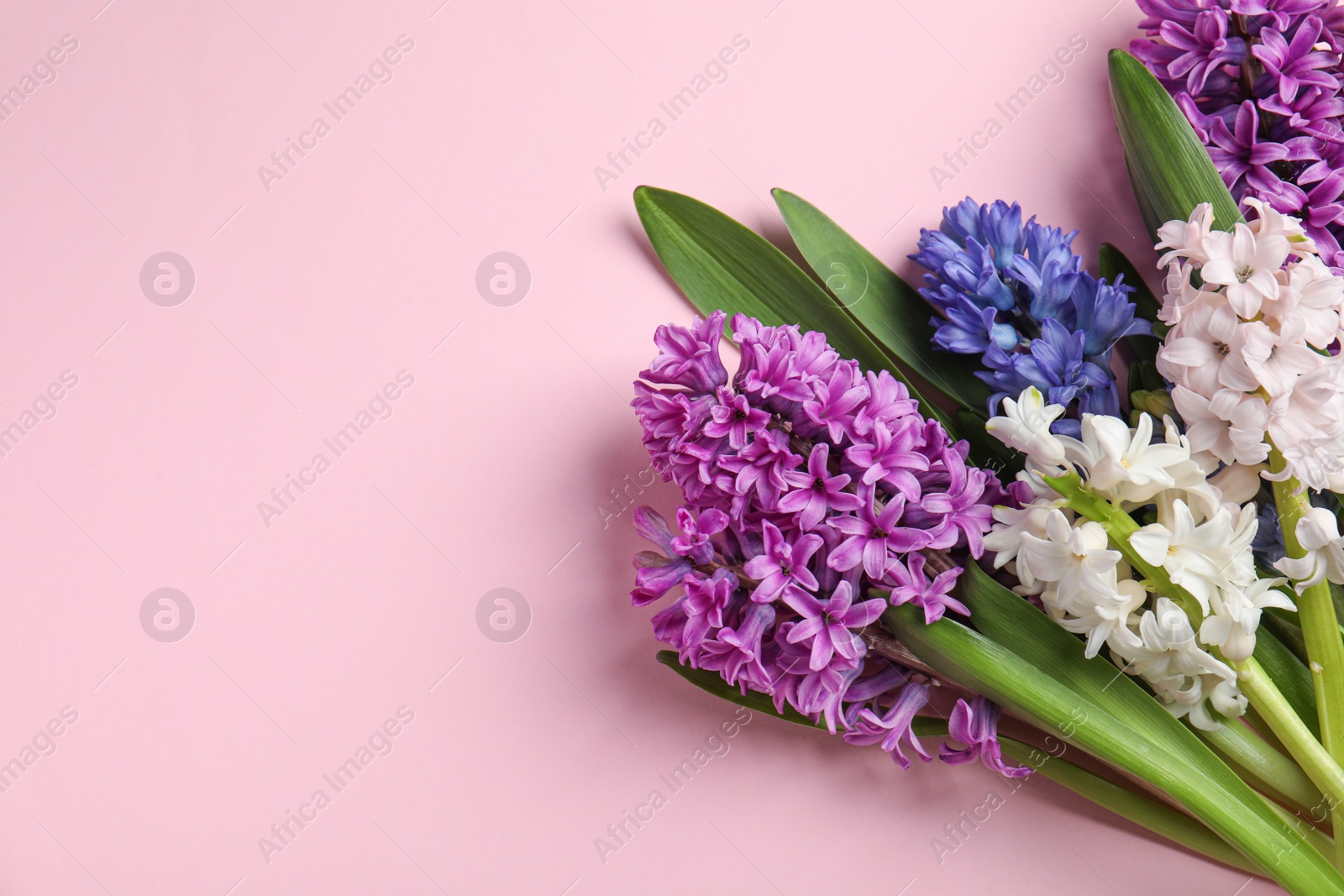 Photo of Beautiful spring hyacinth flowers on pink background, top view. Space for text