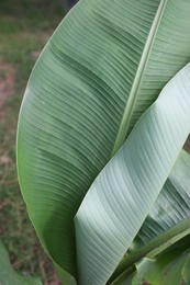 Beautiful green leaf of banana plant outdoors, closeup. Tropical vegetation