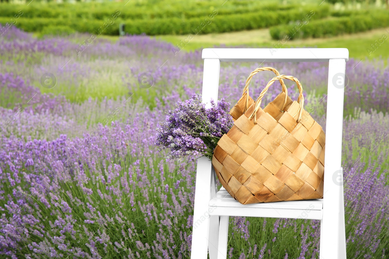 Photo of Wicker bag with beautiful lavender flowers on ladder in field, space for text