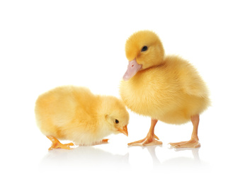 Cute baby chicken and gosling on white background. Farm animals