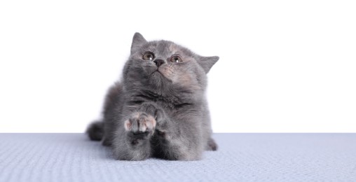 Photo of Cute fluffy kitten on blanket against light background. Space for text