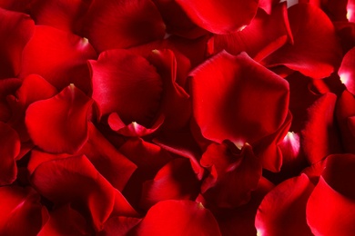 Beautiful red rose petals as background, closeup
