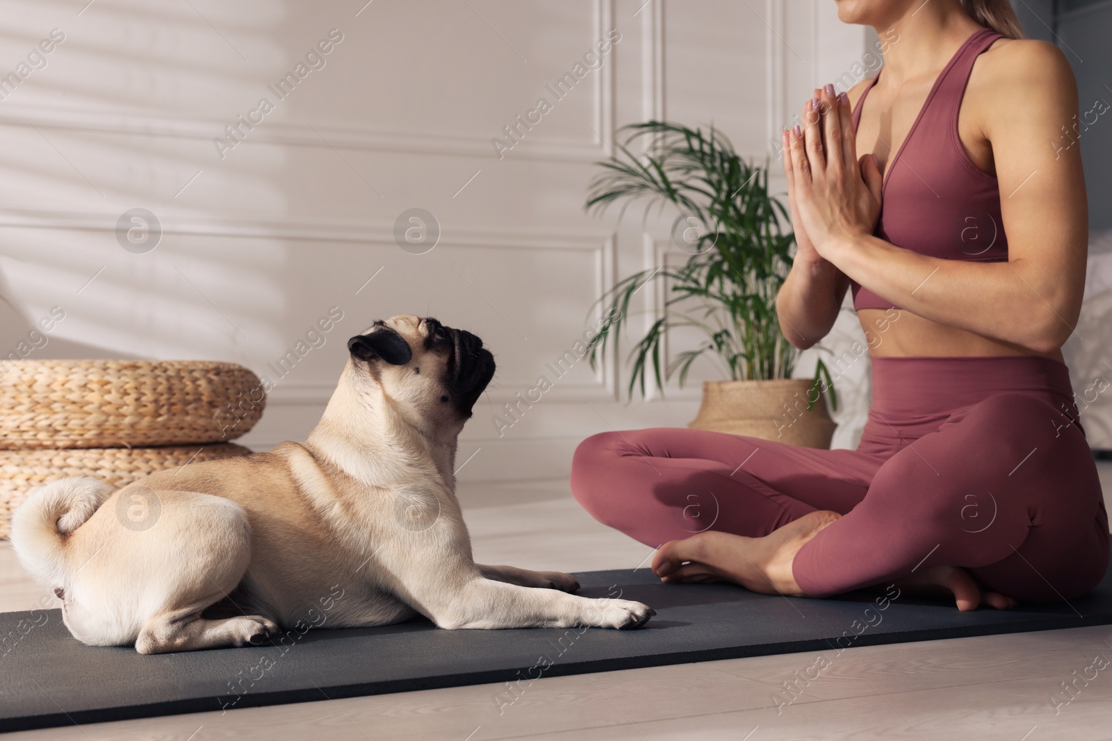 Photo of Woman with dog practicing yoga at home, closeup