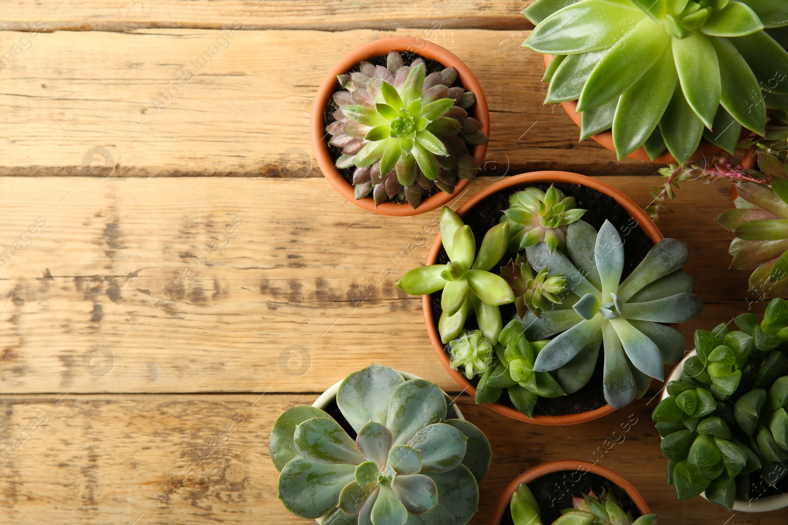 Photo of Many different echeverias on wooden table, flat lay with space for text. Beautiful succulent plants
