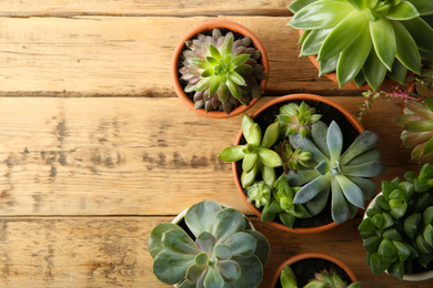 Photo of Many different echeverias on wooden table, flat lay with space for text. Beautiful succulent plants