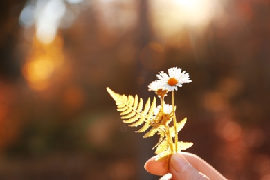 Woman holding wild flowers in hand on blurred sunny background