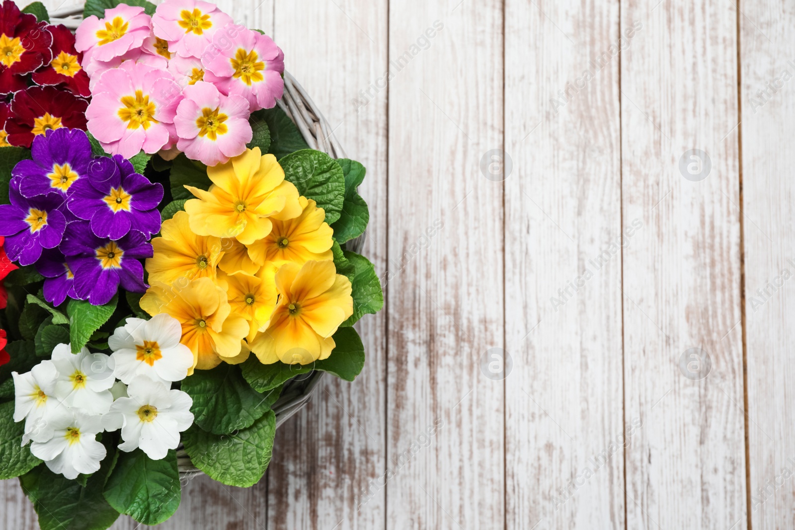 Photo of Primrose Primula Vulgaris flowers on white wooden background, top view with space for text. Spring season