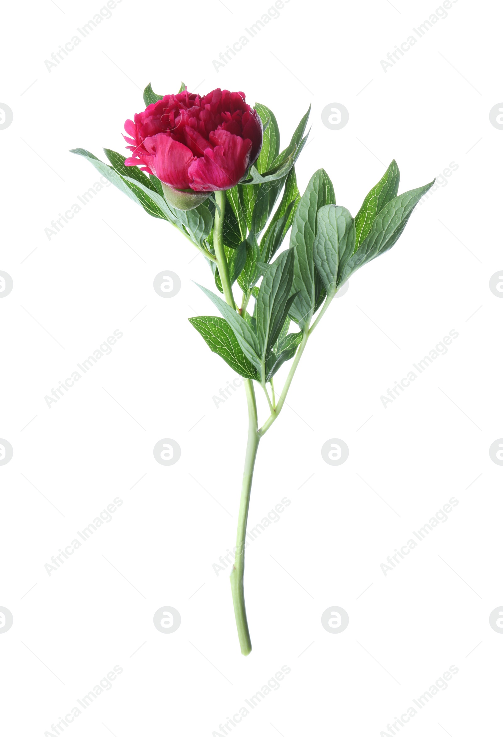 Photo of Beautiful red peony with leaves isolated on white