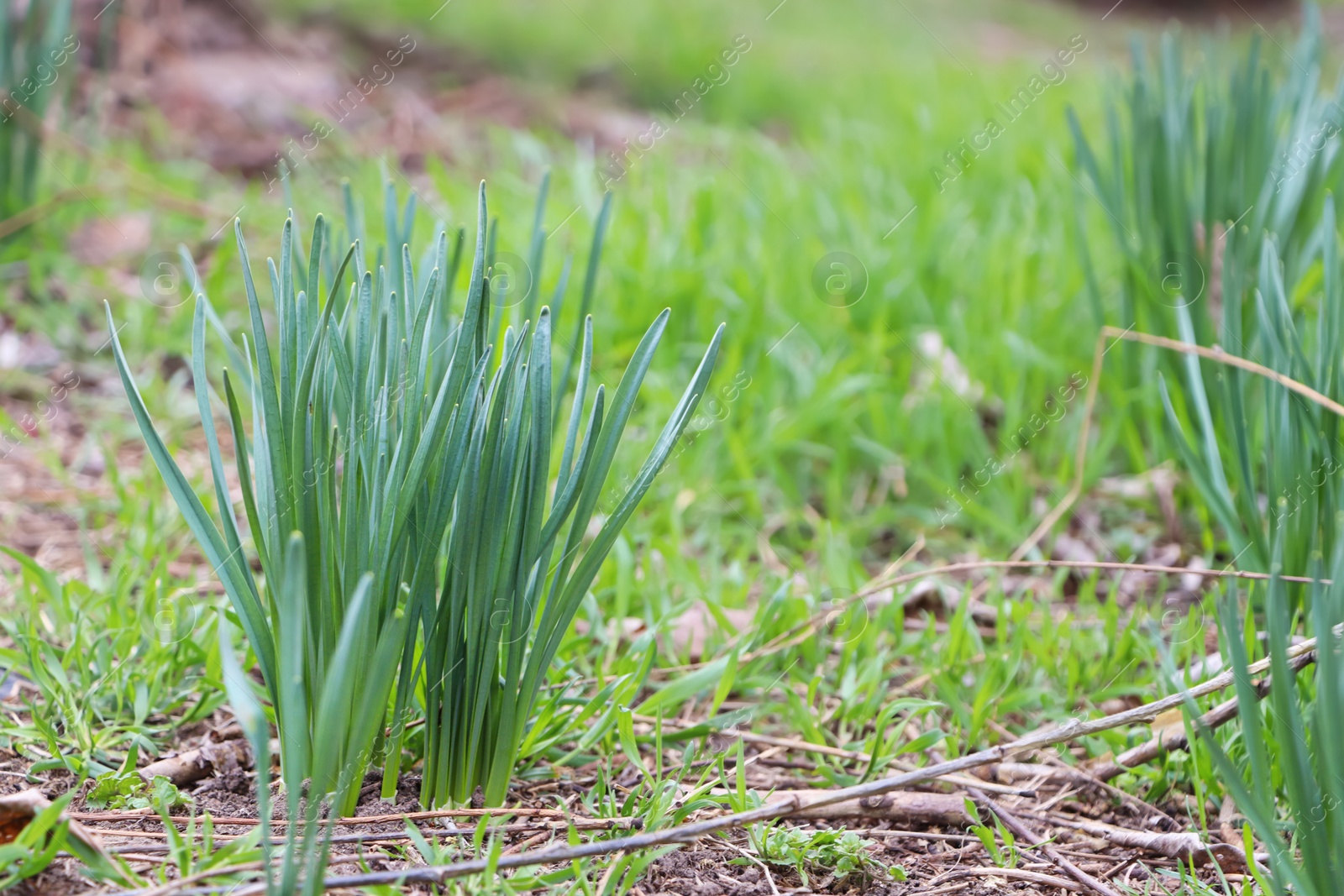 Photo of Daffodil plants growing in garden. Spring flowers