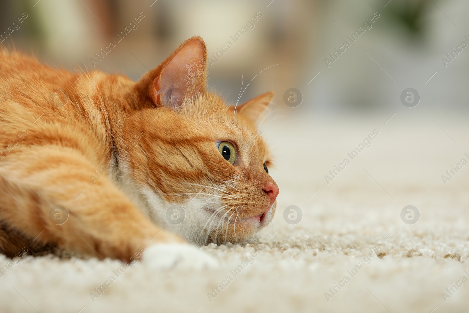 Photo of Cute ginger cat lying on carpet at home, closeup
