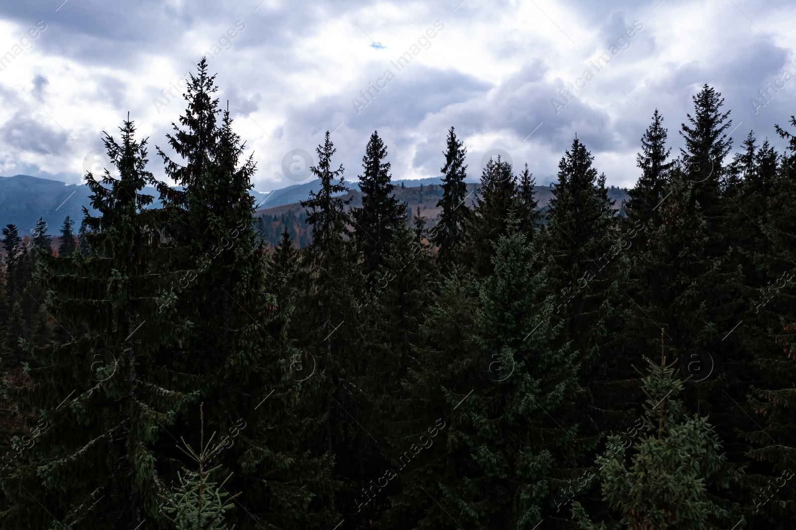 Image of Aerial view of beautiful green forest in mountains on autumn day