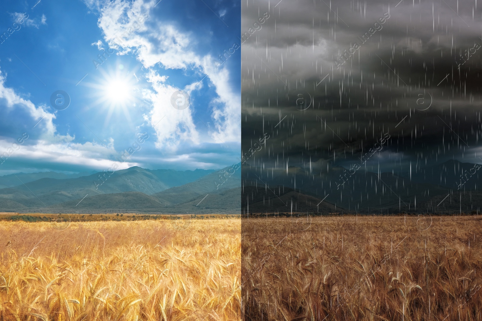 Image of Wheat field during sunny and stormy weather, collage