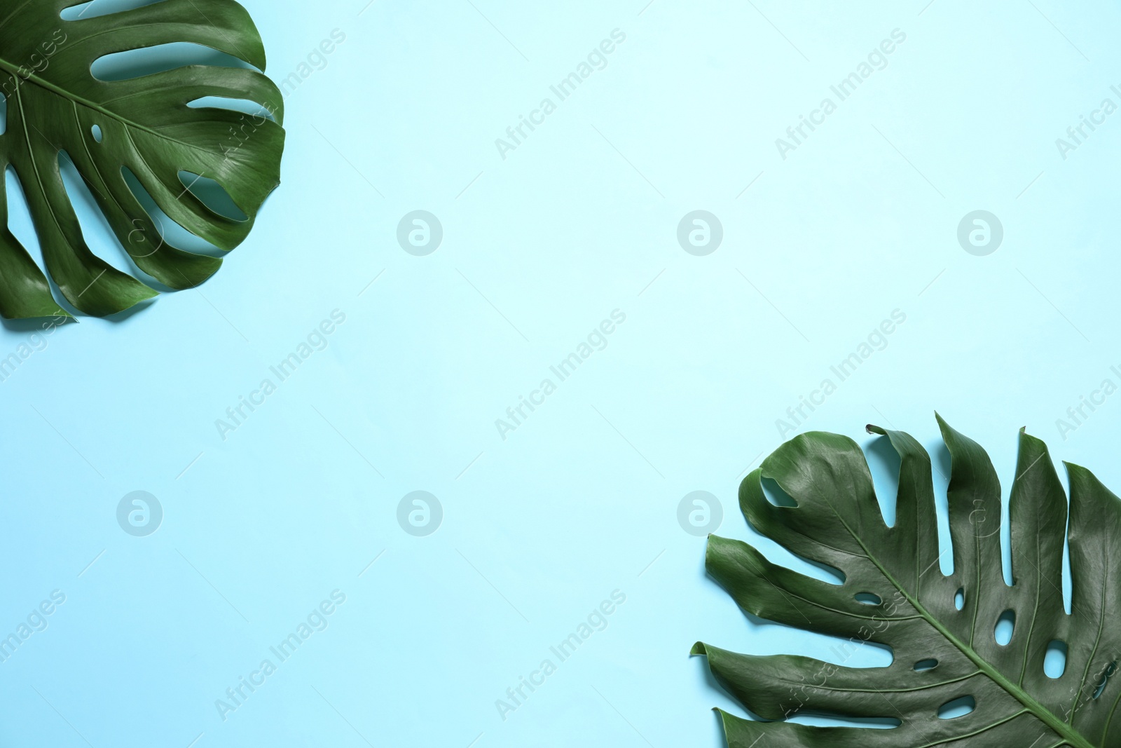 Photo of Green fresh monstera leaves on color background, flat lay with space for text. Tropical plant