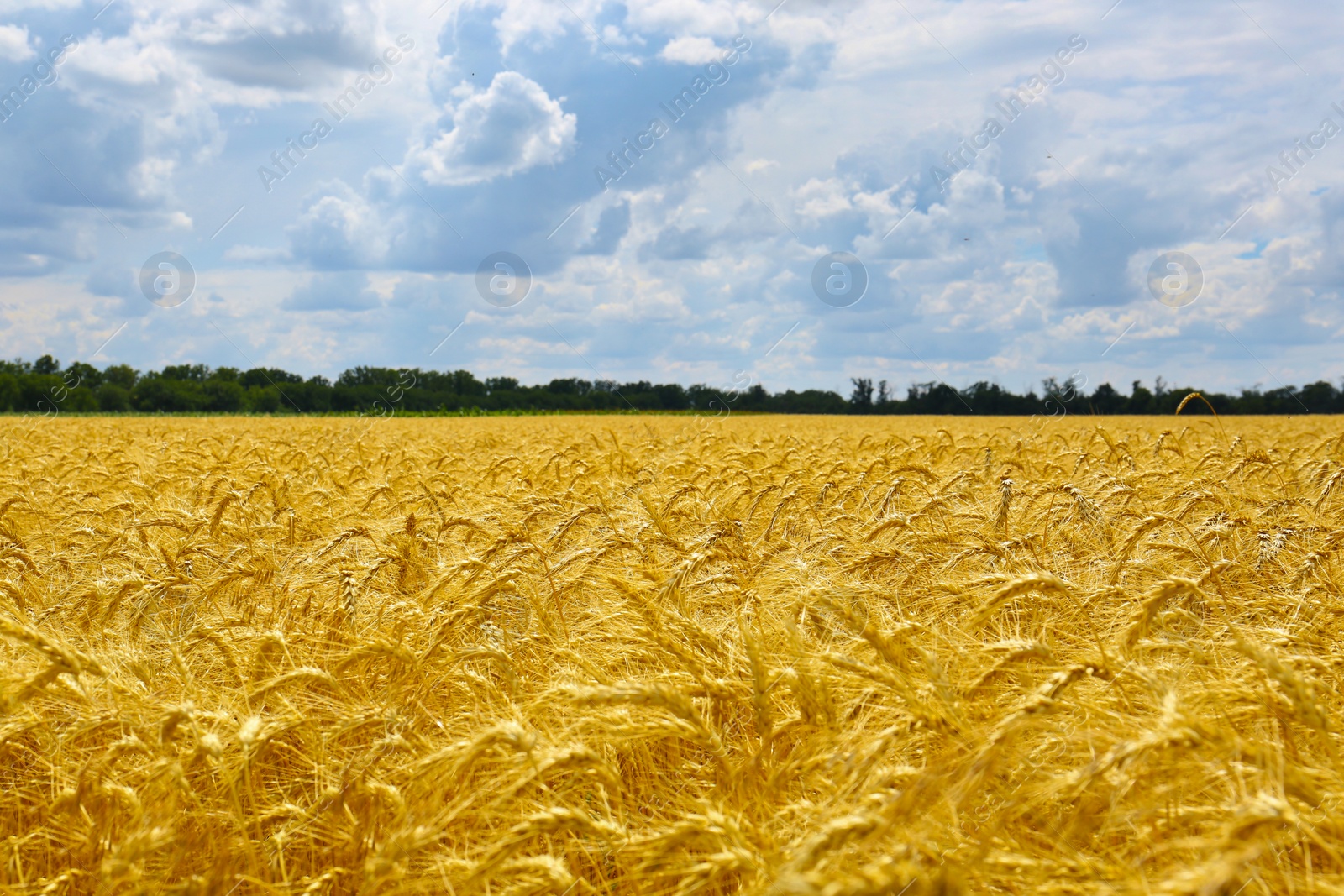 Photo of Beautiful view of agricultural field with ripe wheat spikes on sunny day