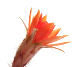 Cactus (Echinopsis chamaecereus) with beautiful red flower on white background, closeup