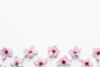 Photo of Beautiful pink cherry tree blossoms on white background, top view. Space for text