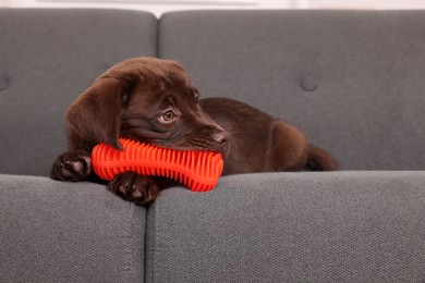 Photo of Cute chocolate Labrador Retriever puppy with toy on sofa. Lovely pet
