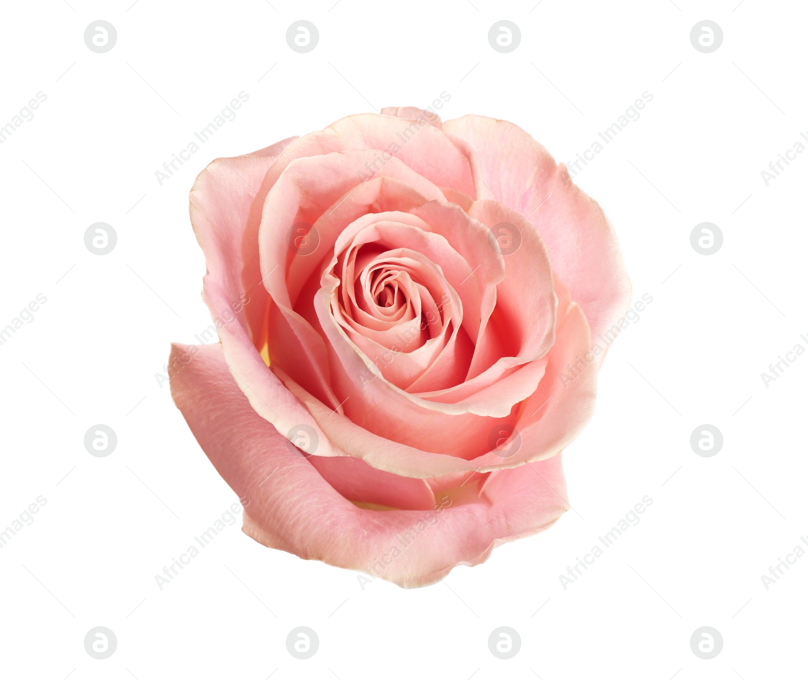 Photo of Beautiful pink rose on white background. Perfect gift