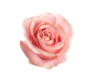 Photo of Beautiful pink rose on white background. Perfect gift