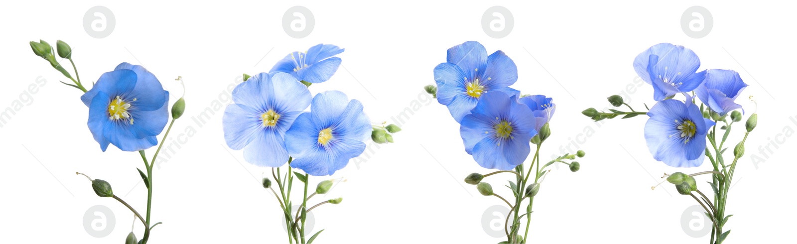 Image of Set with beautiful light blue flax flowers on white background. Banner design