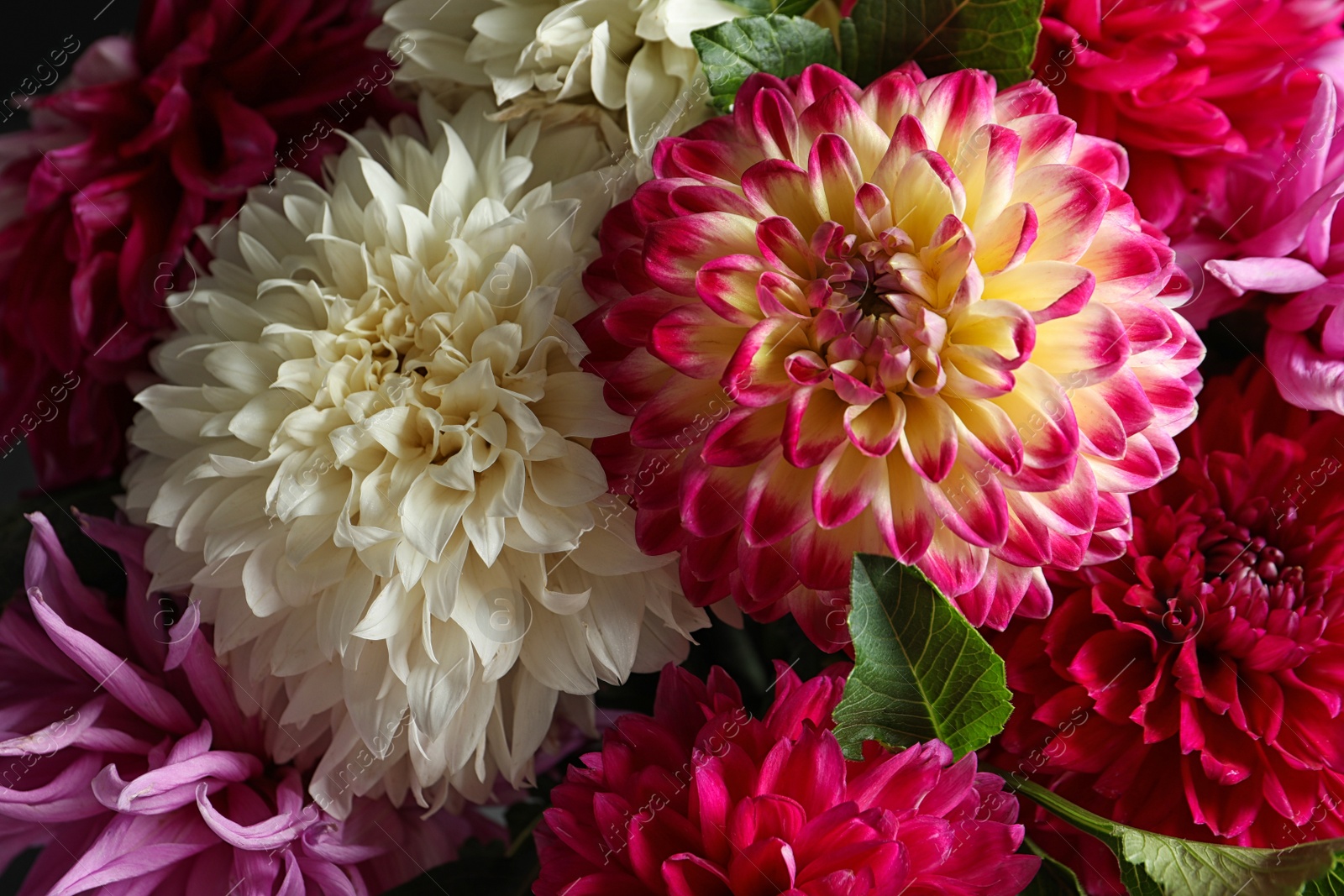 Photo of Beautiful blooming dahlia flowers as background, closeup