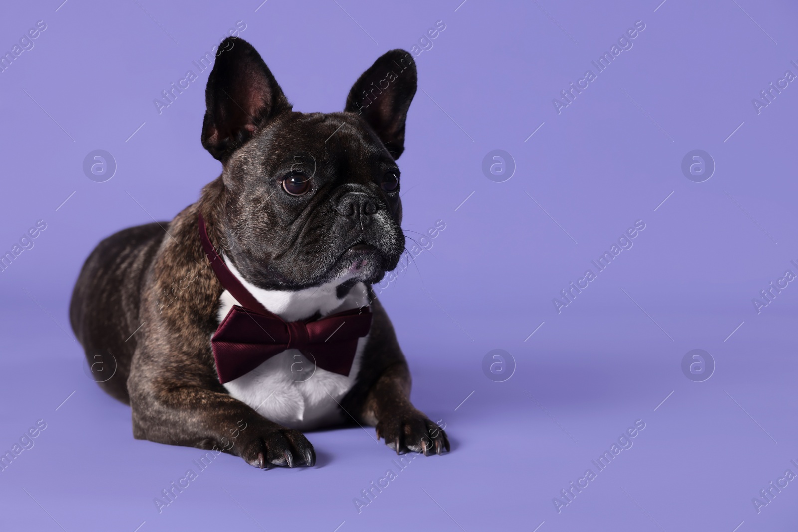 Photo of Adorable French Bulldog with bow tie on purple background, space for text