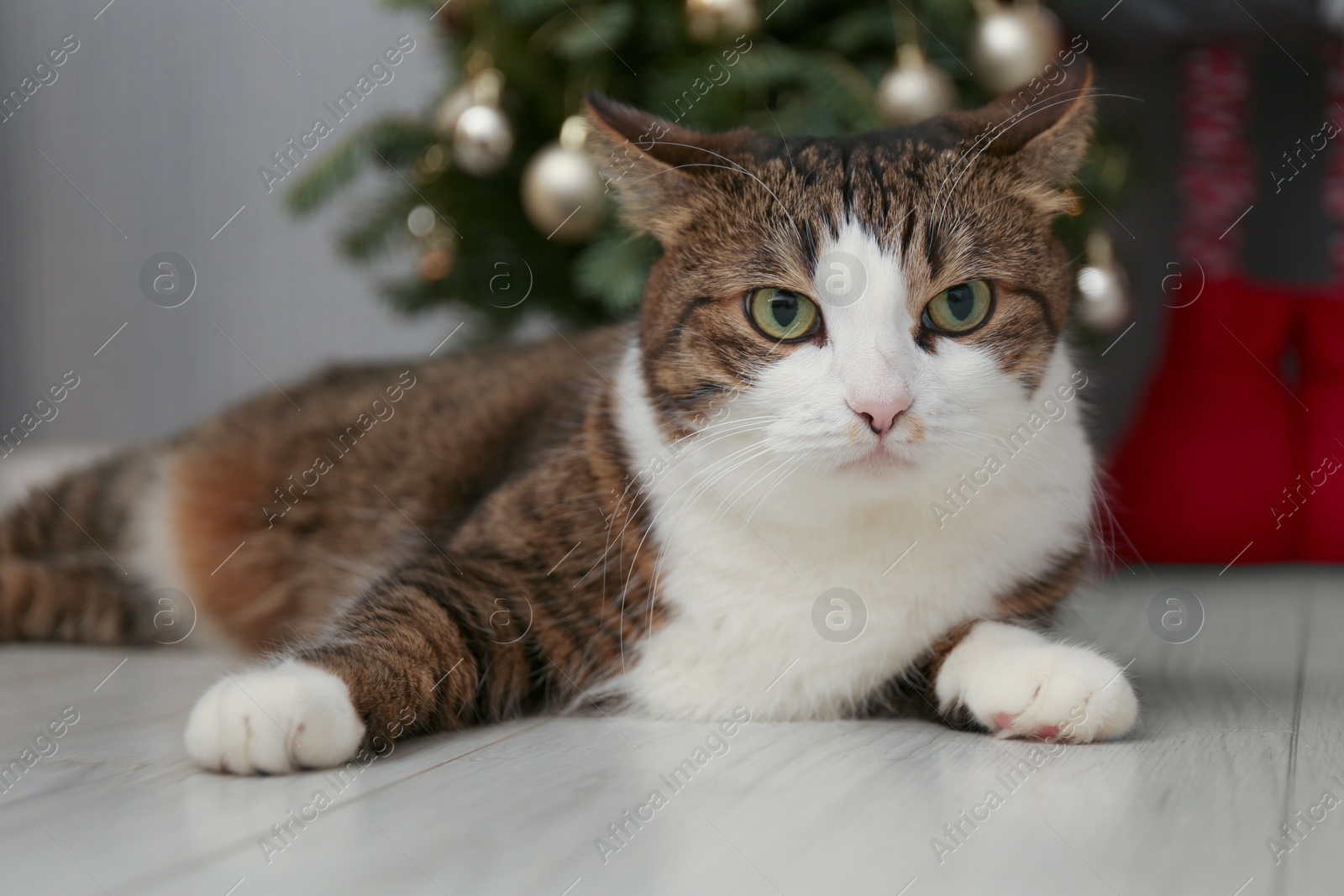 Photo of Cute cat lying on floor at home, closeup. Lovely pet