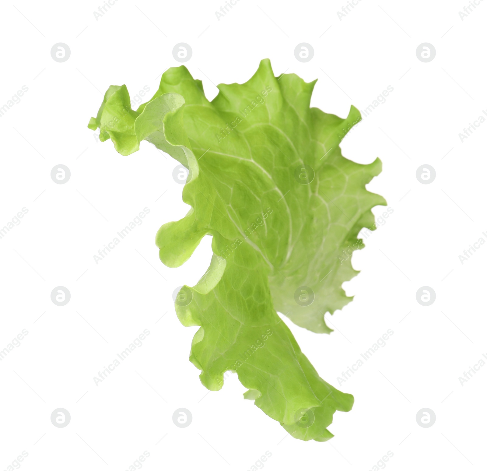 Photo of Leaf of fresh lettuce for burger isolated on white