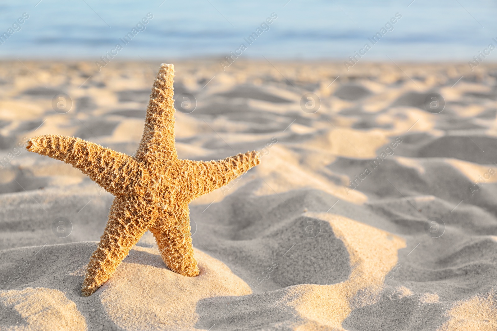 Photo of Sandy beach with beautiful starfish near sea on sunny summer day. Space for text