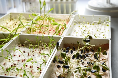 Containers with sprouted seeds in laboratory, closeup. Disease analysis