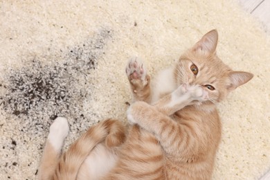 Cute ginger cat on carpet with scattered soil indoors, top view