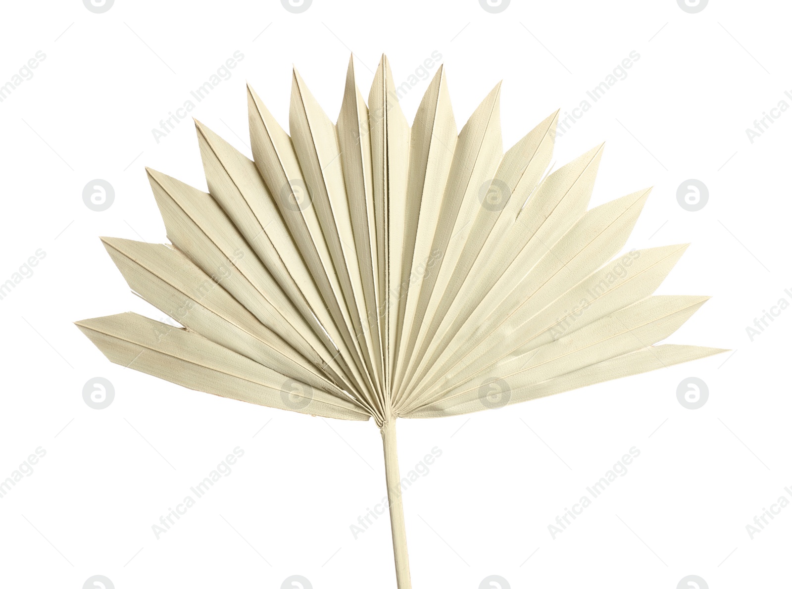 Photo of Dry leaf of fan palm tree isolated on white