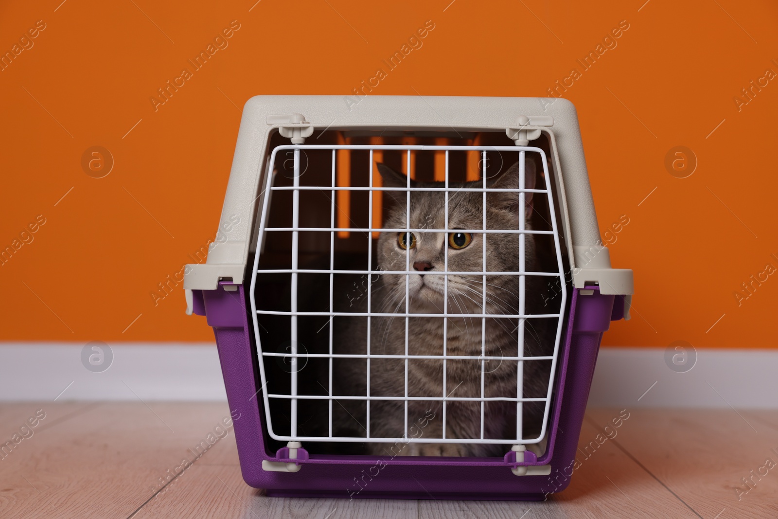 Photo of Travel with pet. Cute cat in carrier on floor near orange wall indoors