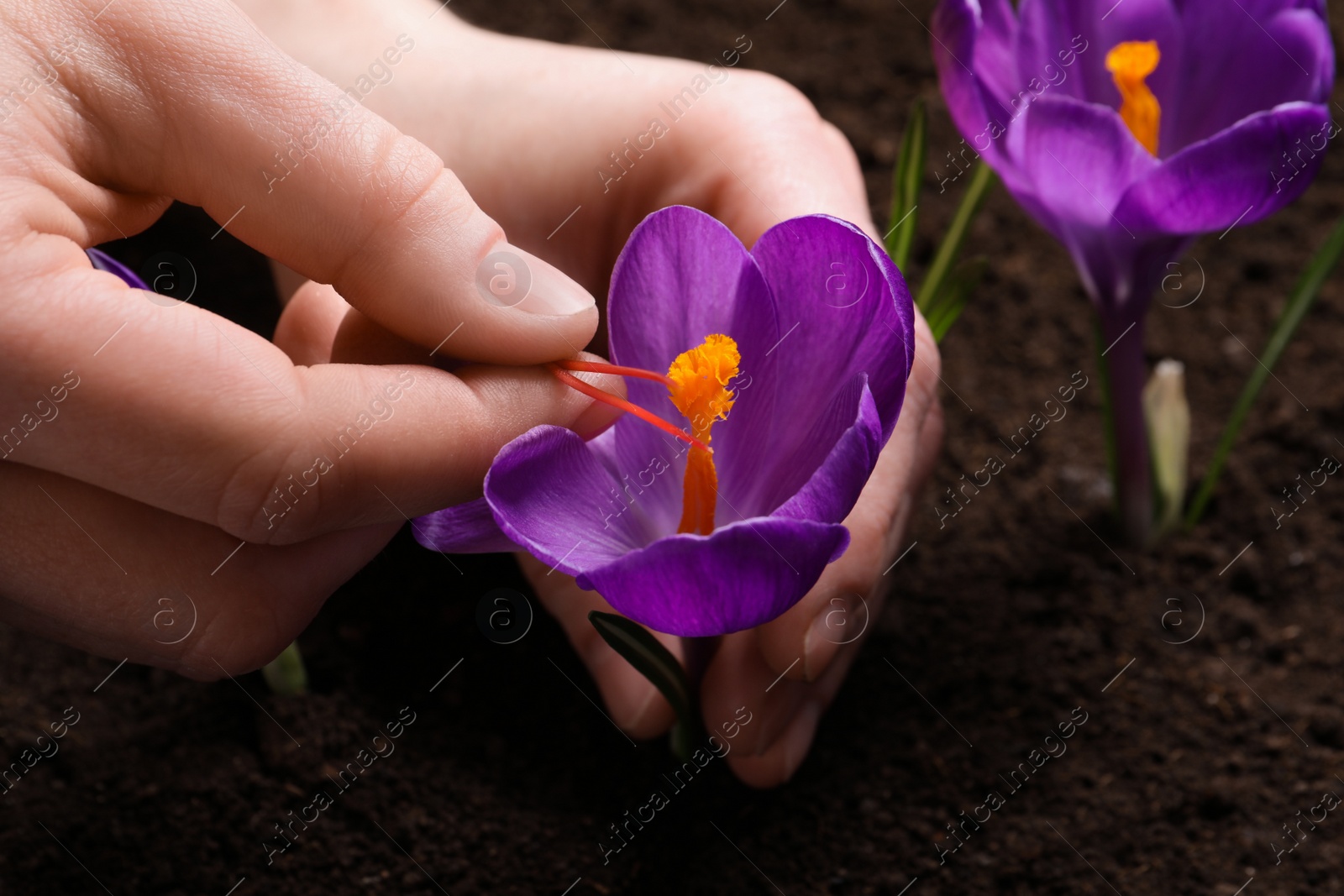 Photo of Woman with beautiful Saffron crocus flower outdoors, closeup